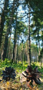 Close-up of tree trunk in forest