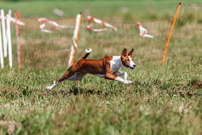Basenji puppy running first time in field on lure coursing competition