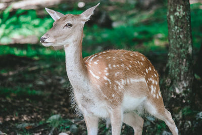 Deer in a forest