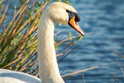 Close-up of swan in lake