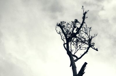 Low angle view of bare tree against sky