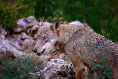 Portrait of italian wolf, close up of wolf. the predator looks at the camera with an intense gaze.