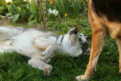 Cute dog lying down outdoors