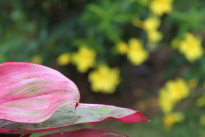 Close-up of pink flowering plant