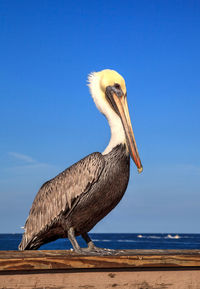 Brown pelican pelecanus occidentalis purchase on the side of the pier at deerfield beach 