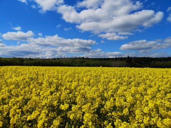 Scenic view of oilseed rape field against sky