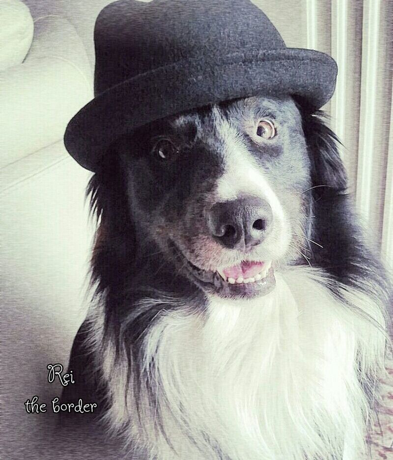 canine, dog, domestic, pets, domestic animals, one animal, animal themes, mammal, animal, portrait, close-up, hat, looking at camera, indoors, vertebrate, no people, animal body part, focus on foreground, text, animal head, animal mouth