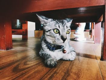 Portrait of cat on floor at home