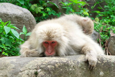 Monkey sitting on rock