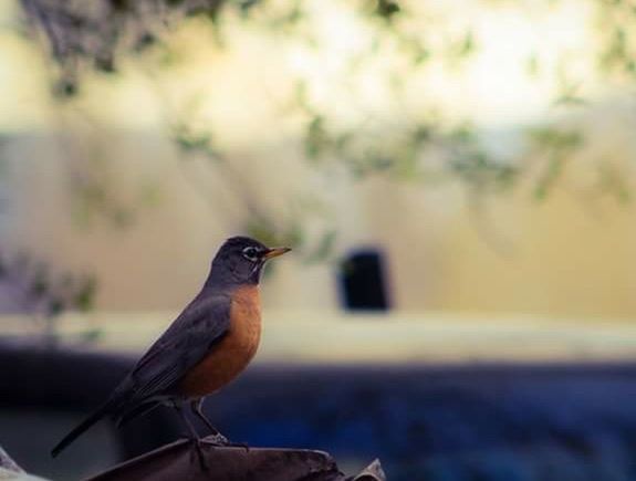 BIRD PERCHING ON TREE