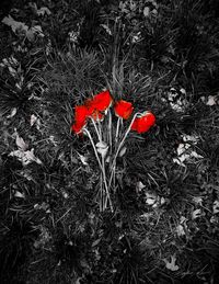 High angle view of red poppy blooming on field