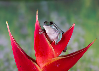 Close-up of a frog on red flower