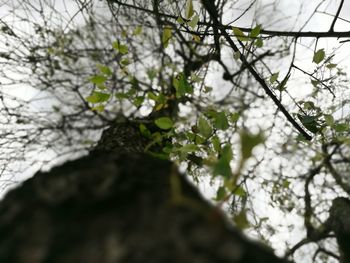 Low angle view of tree against sky