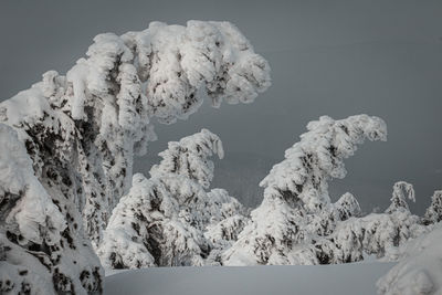 Close-up of snow covered land