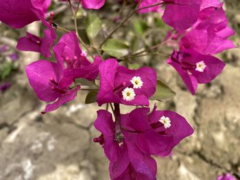 Close-up of pink flowering plant
