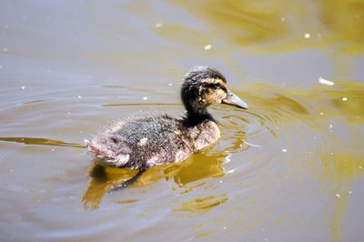 High angle view of duck swimming in lake