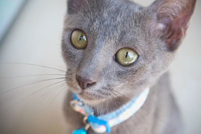 Close-up portrait of cat