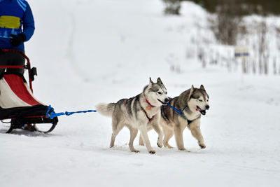 Running husky dogs on sled dog racing. winter dog sport sled team competition. siberian husky dogs