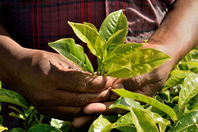 Midsection of man holding tea leaves on field