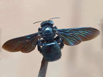 Close-up of fly on plant