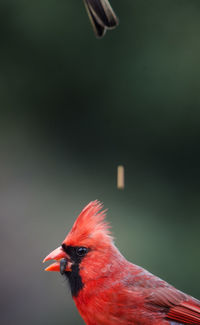 Close-up of bird perching on red leaf