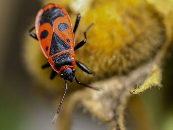 Close-up of ladybug on leaf