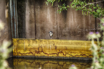 Bird on wall