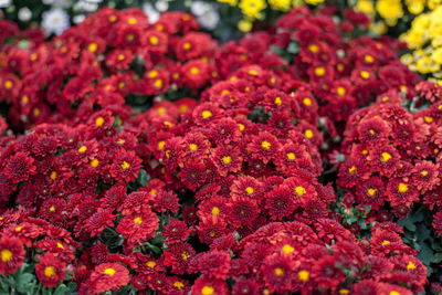 Close-up of red flowering plants