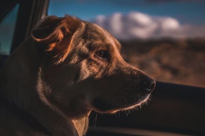 Close-up of dog looking away