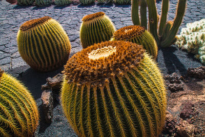 High angle view of succulent plant on field