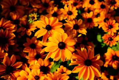 High angle view of yellow daisy flowers