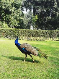 Side view of a peacock on field