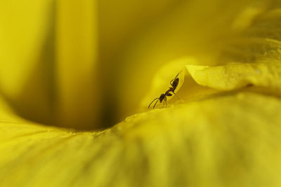 Close-up of insect on yellow flower