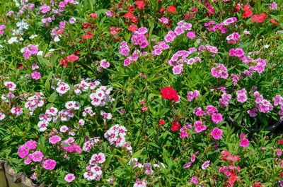 High angle view of pink flowering plants in park