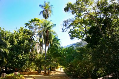 Road passing through trees