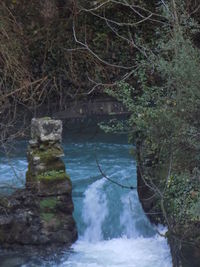 Scenic view of river in forest