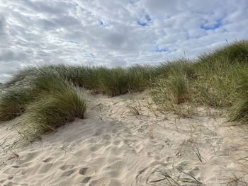 Grass growing on sand at beach against sky