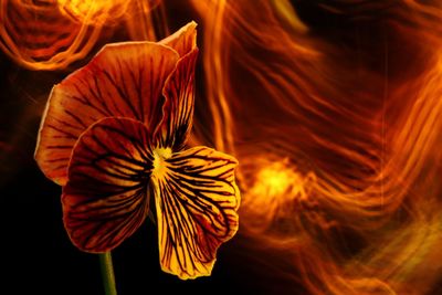 Close-up of orange rose flower