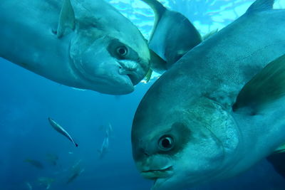 Close-up of fish in aquarium