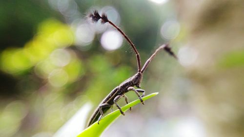 Close-up of insect on web