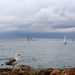 View of seagulls on beach