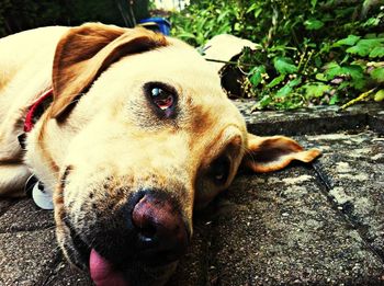 Close-up of a dog
