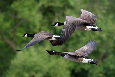 Canada geese flying against trees