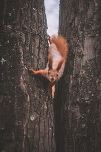 Close-up of squirrel on tree trunk