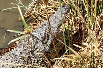 Crocodile on grass at lakeshore