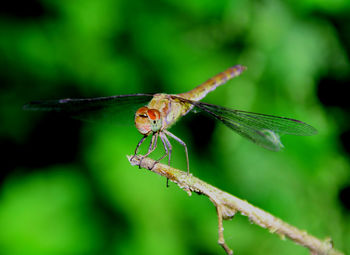 Close-up of damselfly perching on plant