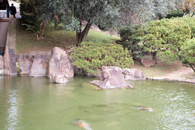 Scenic view of lake in forest