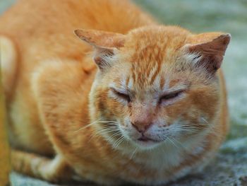 Close-up of cat