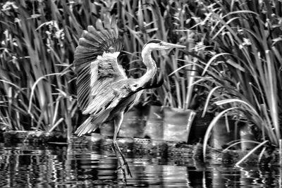 View of birds in lake