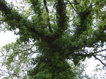 Low angle view of trees in forest against sky